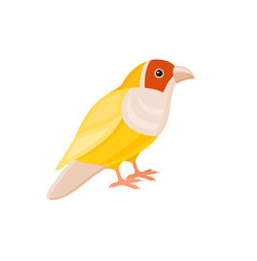 Bird with colorful feathers, isolated vector illustration