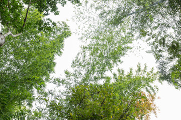 green tree foliage background