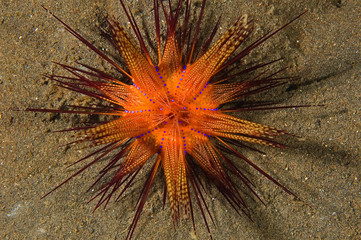 Venomous sea urchin, Astropyga radiata, Bali Indonesia.