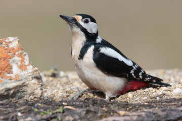 Obraz premium Woodpecker 002