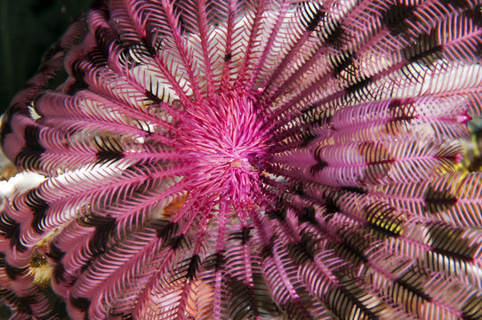 Crinoid, Cenometra sp. Sulawesi Indonesia