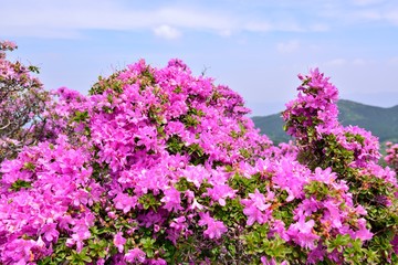 経塚山のミヤマキリシマ