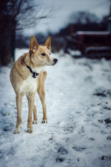 Dog in winter