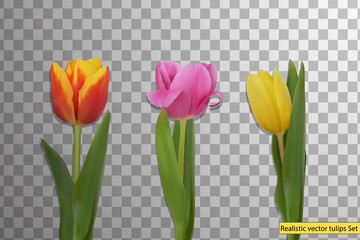 Set of Realistic vector beautiful tulip . Not trace. The blank for your design. Yellow, Pink, Red tulip flower on transparent background.