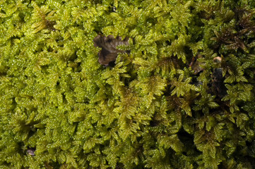 Moss Kastamonu Turkey