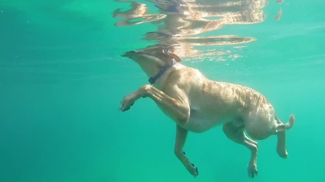 Swimming Labrador -  from underwater
