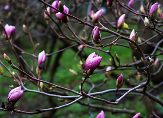 Magnolia purple flower blossom