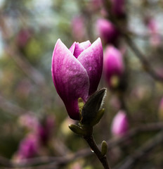Magnolia purple flower blossom