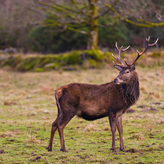 Red deer in natural environment