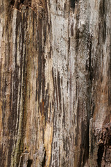 Obraz premium Brown tile-able texture of the old tree. Tree bark of pine tree.