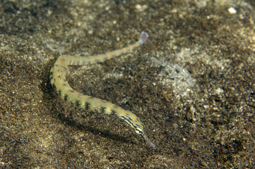 Obraz na płótnie Canvas Network pipefish, Corythoichthys flavofasciatus, Kosrae Micronesia.