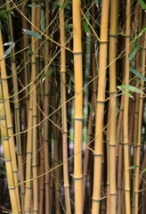 Bambus Wäldchen Stämme