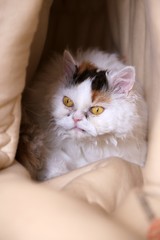 Selkirk Rex Katze versteckt sich in ihrer Höhle im Schlafsack