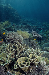 Naklejka na ściany i meble Pristine reef scenic with massive Acropora corals, Komodo Indonesia