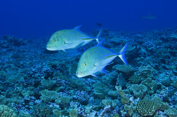 Fototapeta na wymiar Bluefin trevallies, Caranx melampygus, Kingman Reef.