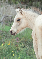 Obraz na płótnie Canvas portrait of half-wild cream foal. Israel
