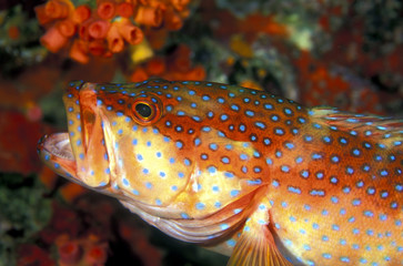 Obraz na płótnie Canvas Coral grouper, Cephalopholis miniata, in Similan Islands Thailand
