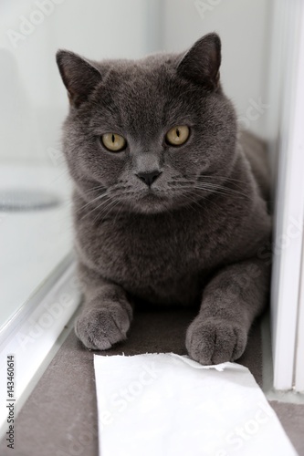 Britisch Kurzhaar Kater Karthäuser Liegt Im Badezimmer Auf