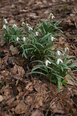 Snowdrops on dry leaves in the forest
