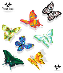 Set of colorful butterflies