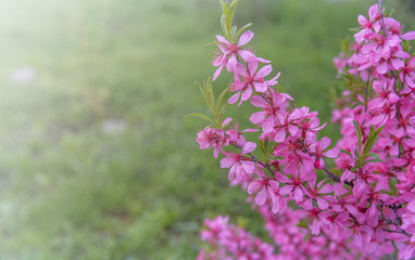 Flowering bush on the background of grass.