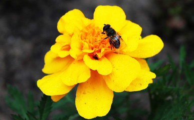 Bee on flower