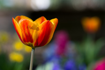 Tulpe