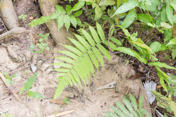 fern forest in nature