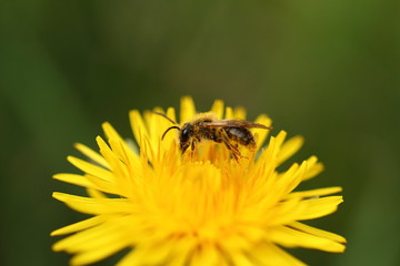 Biene mit Blütenstaub bedeckt