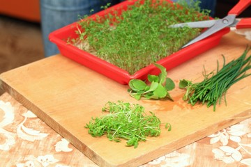 Man cutting garden cress, chives & radish