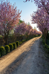 Naklejka premium Beautiful Rural road surrounded by trees in bloom