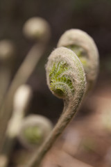 Wild fern fronds unfurling during the spring season
