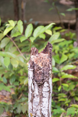 stump tree in forest
