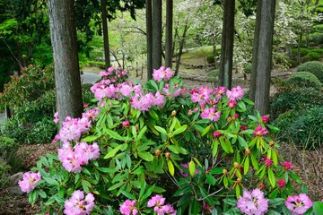 求菩提山のシャクナゲ
