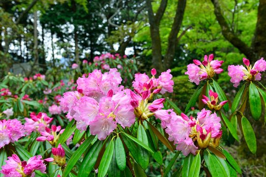 求菩提山のシャクナゲ