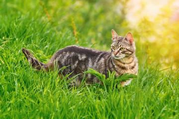 Naklejka na ściany i meble Cat in Grass