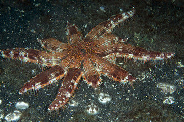 Fototapeta na wymiar Multi armed starfish, Luidia sp., preying on urchins Sulawesi Indonesia