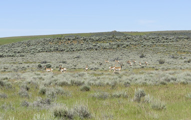 Fototapeta na wymiar Pronghorn Antelope in the High Desert of South Eastern Oregon, Malheur County