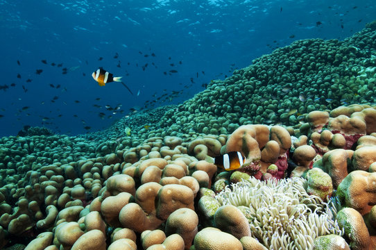 Reef scenic with Pavona clavus hard corals, Sulawesi Indonesia