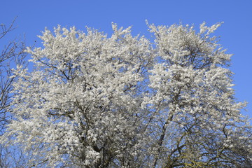 Spring flowering trees. Pollination of flowers of plum. Blooming wild plum in the garden