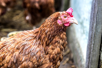 profile of chicken animal