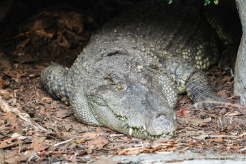 Close up of crocodile lying in the nest