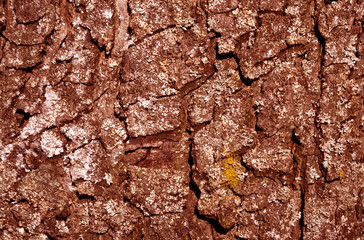 Red toned tree bark texture.