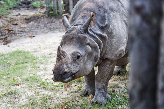 Big endangered indian rhinoceros (one-horned rhinoceros)