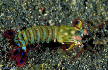 Obraz na płótnie Canvas Samashing mantis shrimp, Odontodactylus scyllarus, Bali Indonesia.