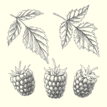 Raspberry. Set of natural elements with berries and leaves. Vintage botanical illustration.