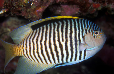 Zebra angelfish, Genicanthus caudovittatus, Red Sea Egypt.
