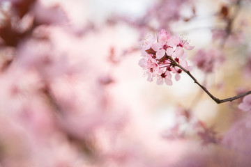 Blossoms on pink