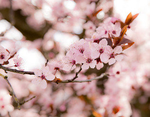 Blossoms