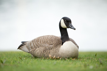 Canada Goose